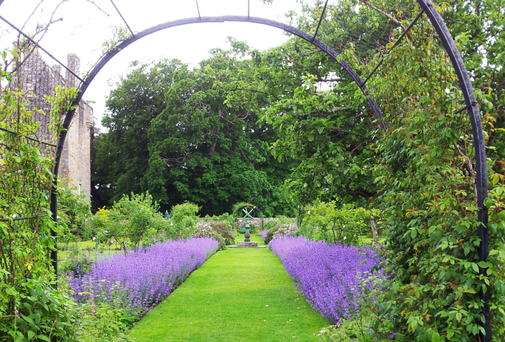 lavendel i trädgård
